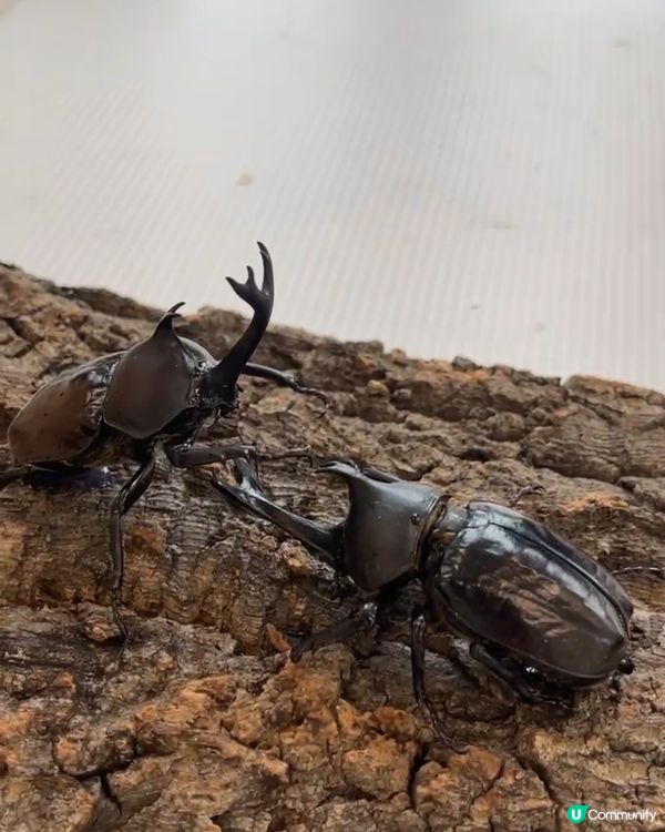 親子嘉年華玩到癲💦水戰大作戰🥳