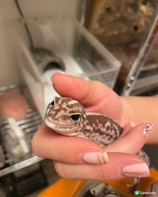 肥尾BB，撐住呀！🥺 加油💪