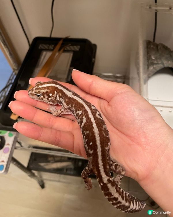 肥尾BB，撐住呀！🥺 加油💪