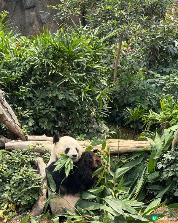 放假去海洋公園🐼 bb勁可愛！🥰