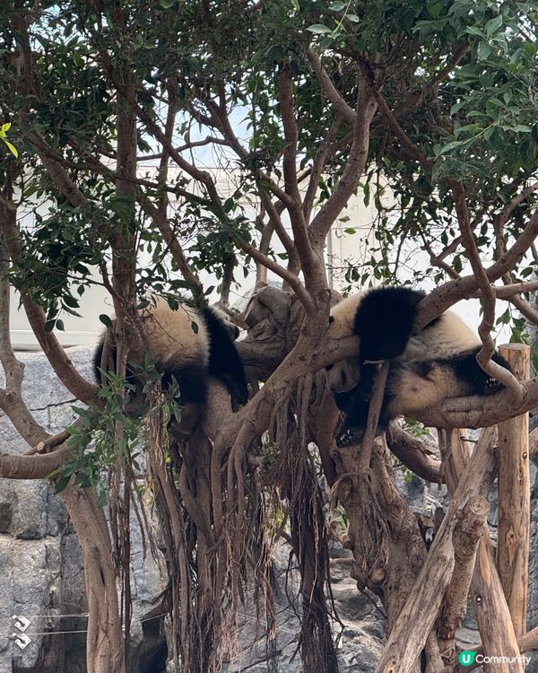 放假去海洋公園🐼 bb勁可愛！🥰