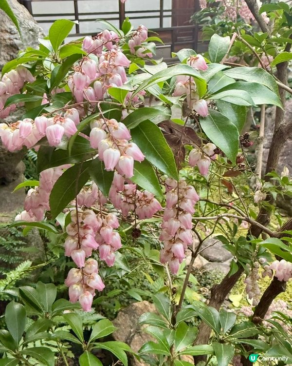 奈良一日遊 - 奈良町