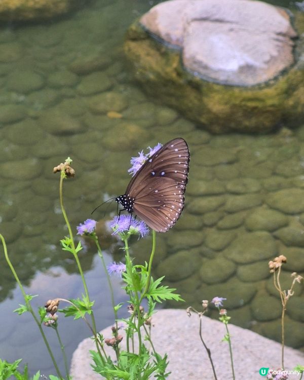 超好玩的WWF香港生物多樣性嘉年華🥰