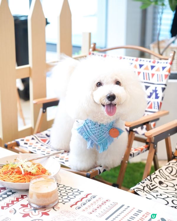 Cafe 2.0 重開啦！狗狗可以落地行🥳！ #寵物友善餐廳