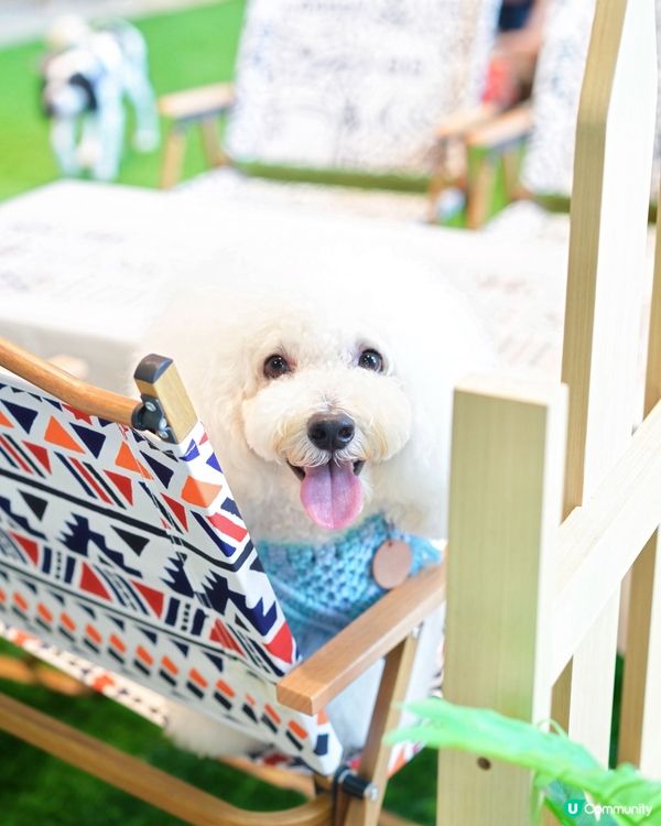 Cafe 2.0 重開啦！狗狗可以落地行🥳！ #寵物友善餐廳