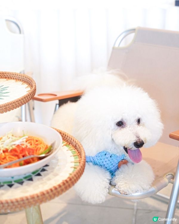 Cafe 2.0 重開啦！狗狗可以落地行🥳！ #寵物友善餐廳