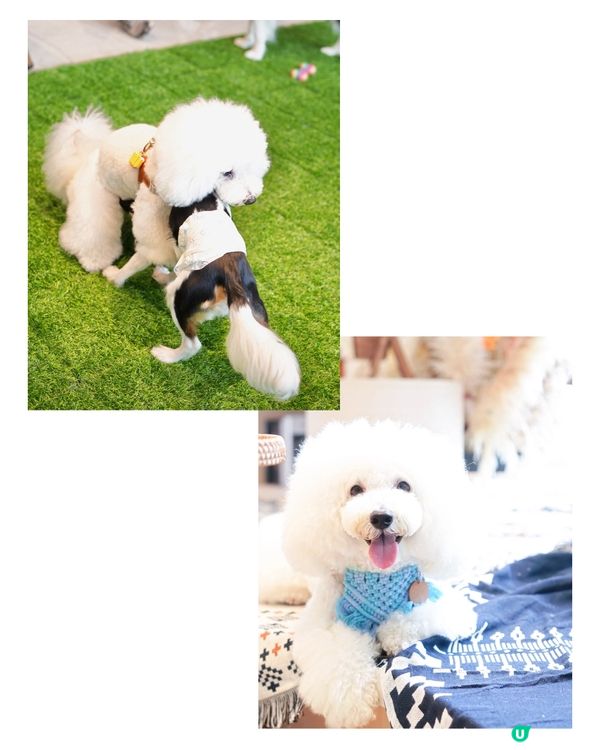 Cafe 2.0 重開啦！狗狗可以落地行🥳！ #寵物友善餐廳