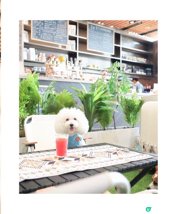 Cafe 2.0 重開啦！狗狗可以落地行🥳！ #寵物友善餐廳