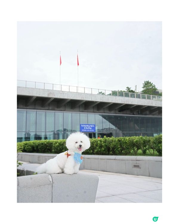 Cafe 2.0 重開啦！狗狗可以落地行🥳！ #寵物友善餐廳