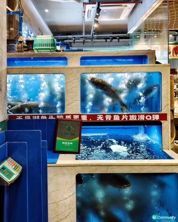 皇崗村有千島湖胖頭魚