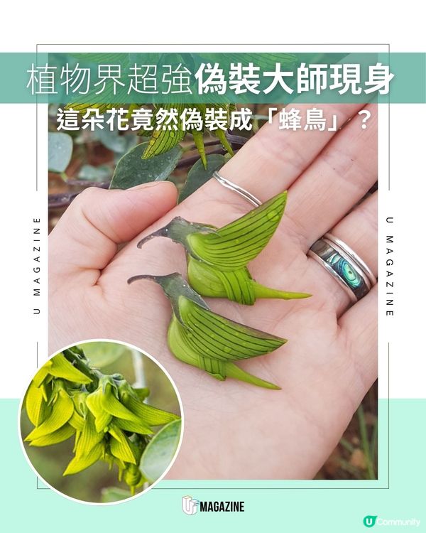 植物界超強偽裝大師現身！這朵花竟然偽裝成「蜂鳥」？