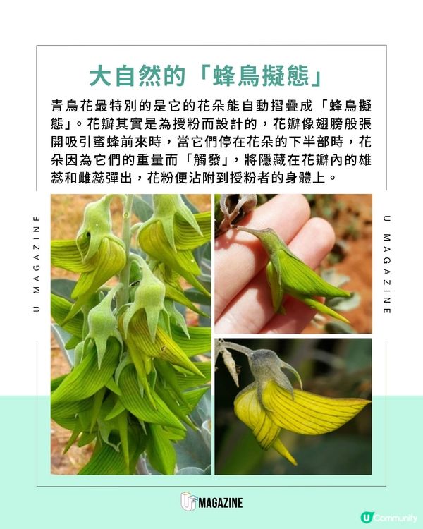 植物界超強偽裝大師現身！這朵花竟然偽裝成「蜂鳥」？