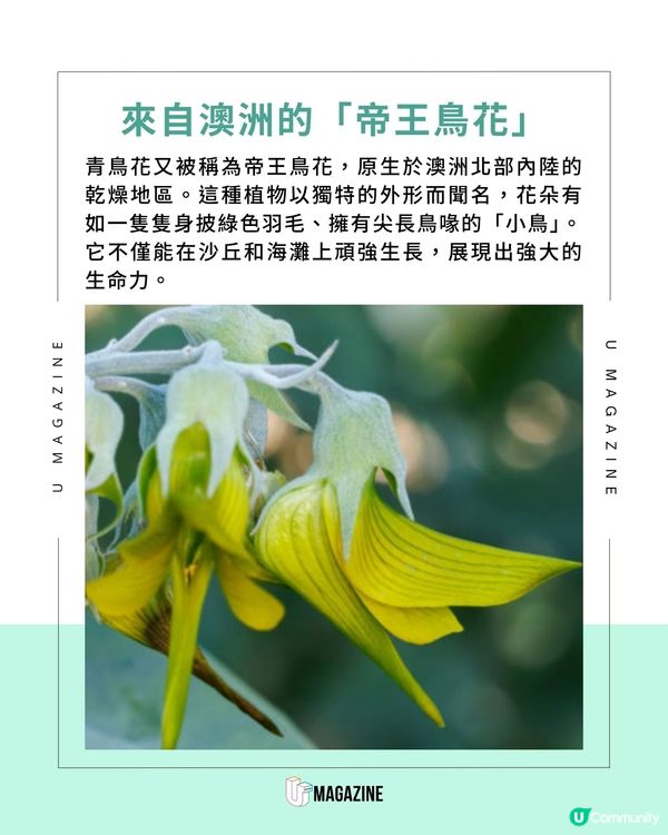 植物界超強偽裝大師現身！這朵花竟然偽裝成「蜂鳥」？