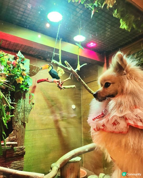 挪亞方舟｢為食菠蘿油樂園｣