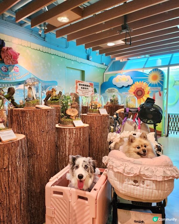 挪亞方舟｢為食菠蘿油樂園｣