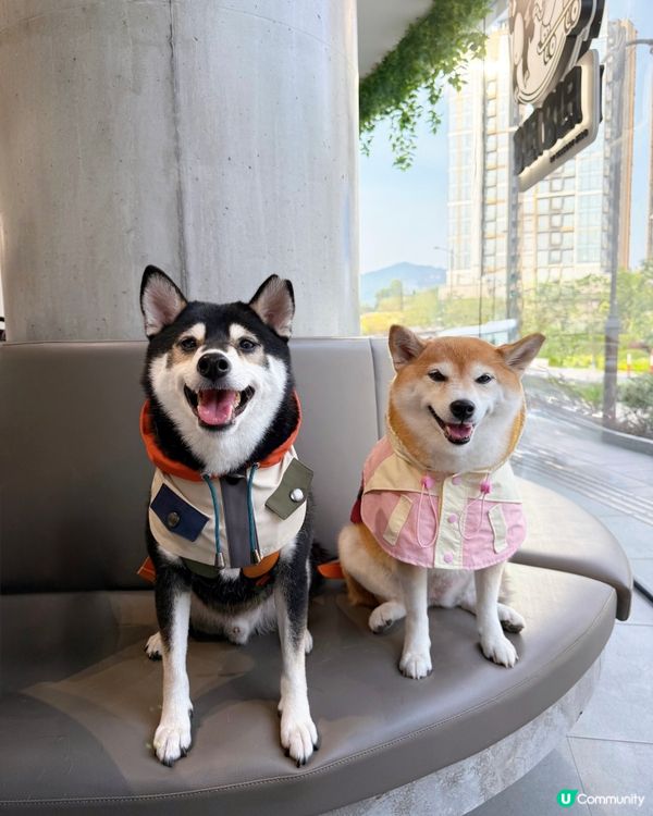 / 帶毛孩去Cyber cafe \