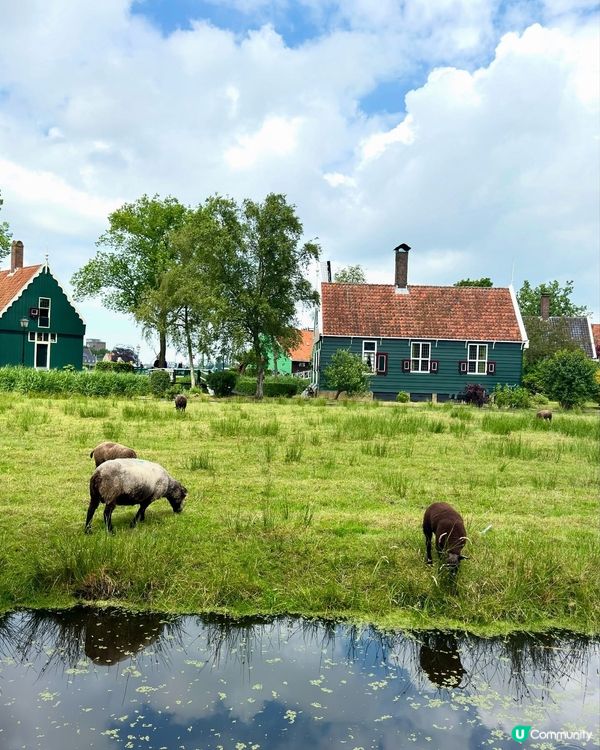 🇳🇱黎阿姆斯特丹，一定要去風車村🏡