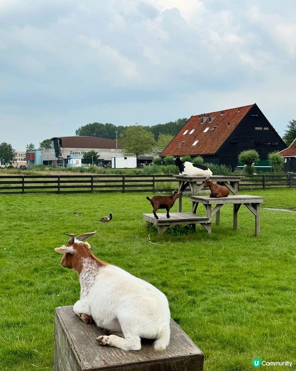 🇳🇱黎阿姆斯特丹，一定要去風車村🏡