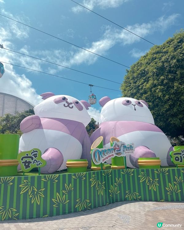 海洋公園一日遊｜ 熊貓寶寶超可愛🐼