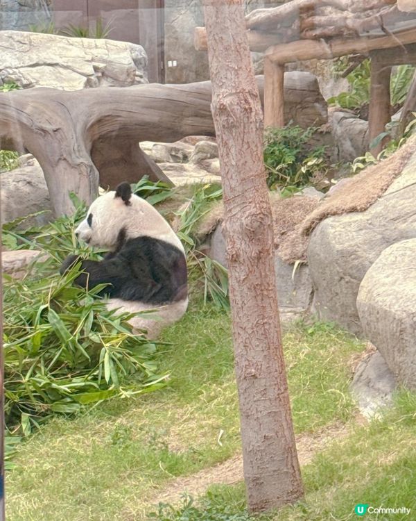 海洋公園一日遊｜ 熊貓寶寶超可愛🐼