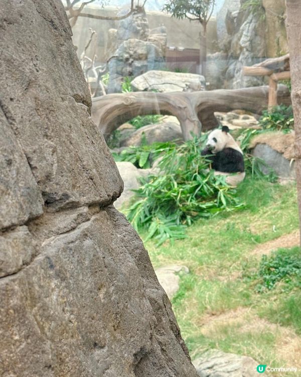 海洋公園一日遊｜ 熊貓寶寶超可愛🐼