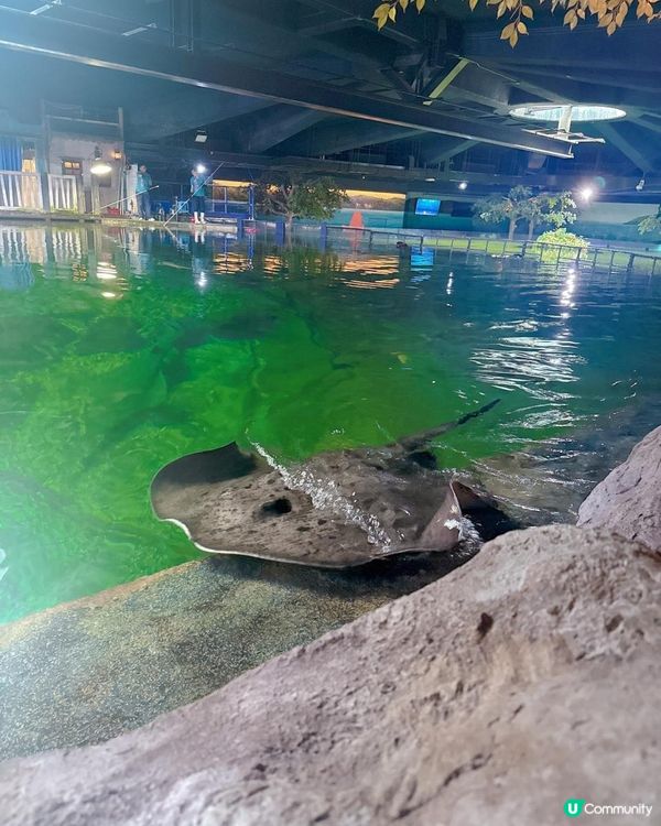 海洋公園一日遊｜ 熊貓寶寶超可愛🐼