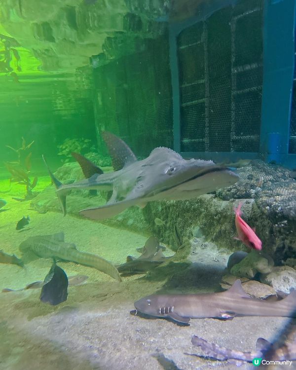 海洋公園一日遊｜ 熊貓寶寶超可愛🐼