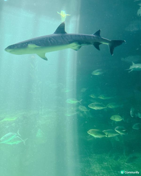 海洋公園一日遊｜ 熊貓寶寶超可愛🐼