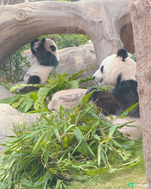 海洋公園一日遊｜ 熊貓寶寶超可愛🐼