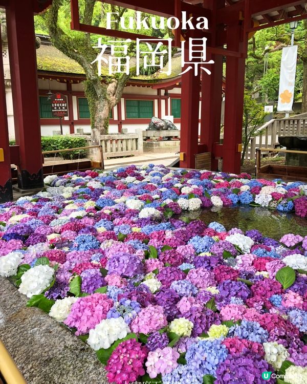 環遊日本🇯🇵福岡市區近郊三日兩夜路線攻略🐈