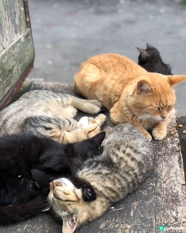 環遊日本🇯🇵福岡市區近郊三日兩夜路線攻略🐈