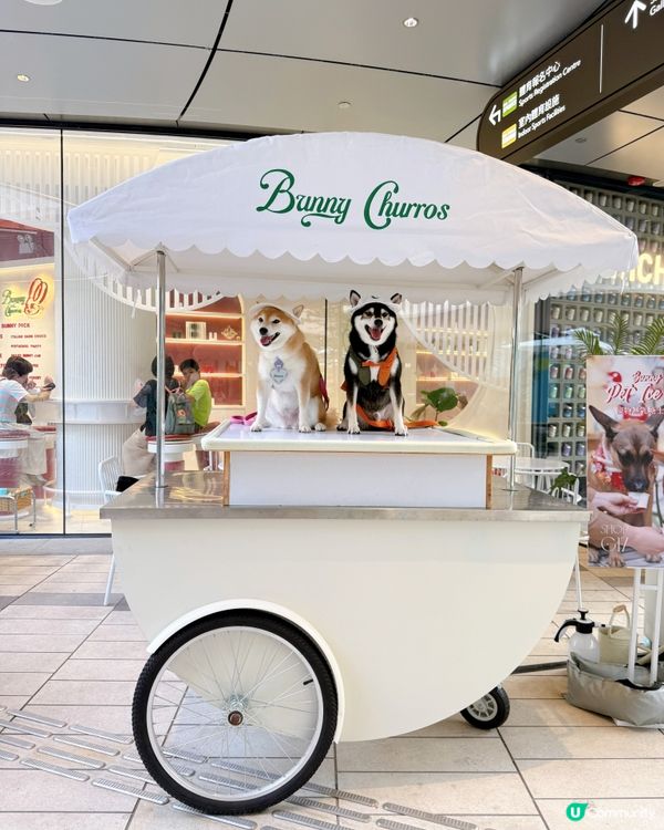 / 帶毛孩食雪糕 \