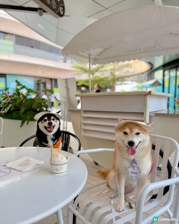 / 帶毛孩食雪糕 \