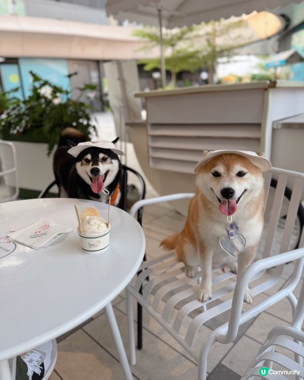 / 帶毛孩食雪糕 \