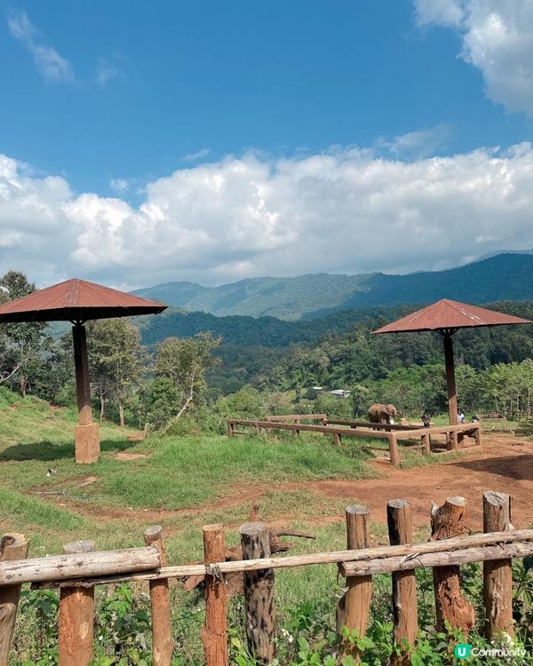 清邁人氣大象Cafe｜💥親親大象🐘💥