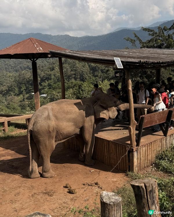 清邁人氣大象Cafe｜💥親親大象🐘💥