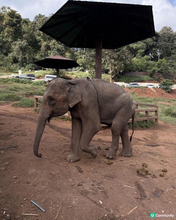 清邁人氣大象Cafe｜💥親親大象🐘💥
