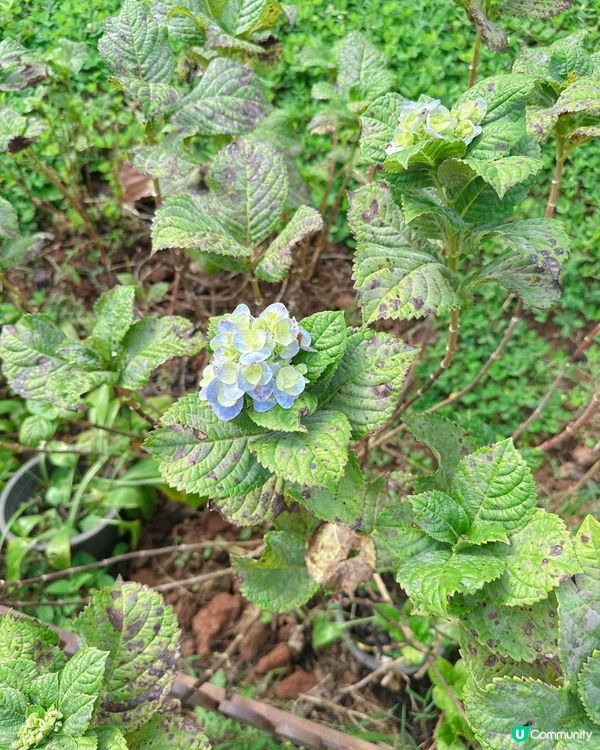 清邁人氣大象Cafe｜💥親親大象🐘💥