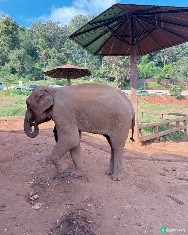 清邁人氣大象Cafe｜💥親親大象🐘💥