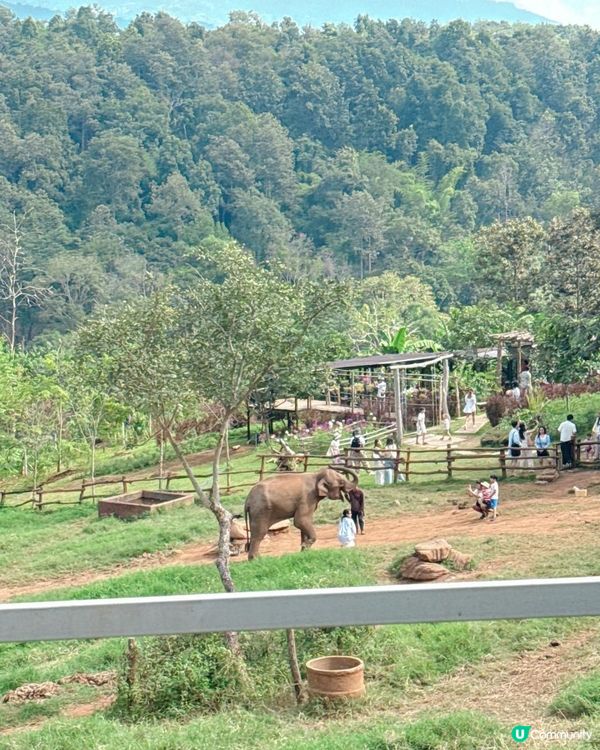 清邁人氣大象Cafe｜💥親親大象🐘💥