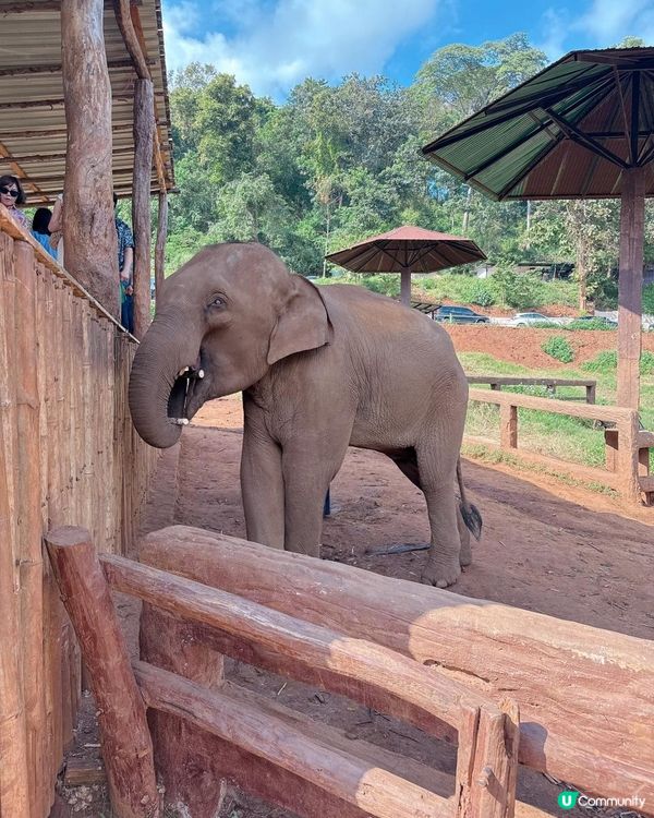 清邁人氣大象Cafe｜💥親親大象🐘💥