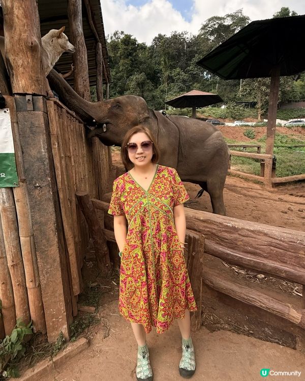 清邁人氣大象Cafe｜💥親親大象🐘💥