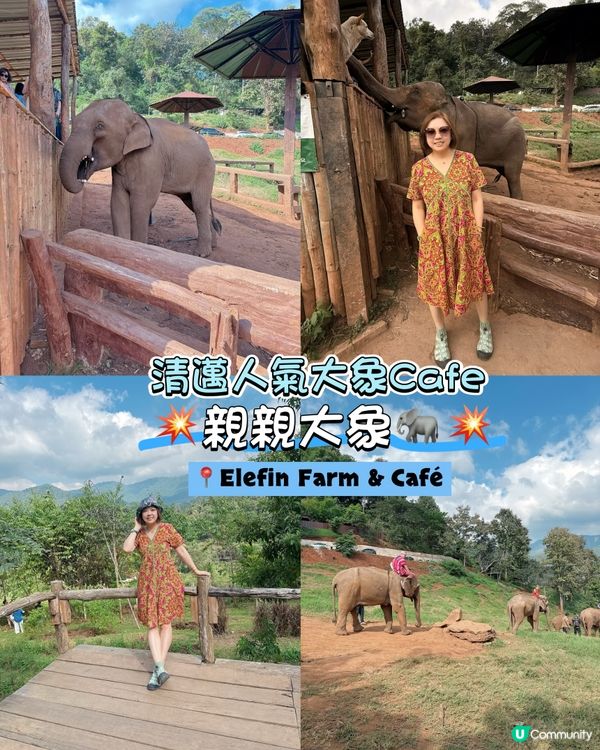 清邁人氣大象Cafe｜💥親親大象🐘💥