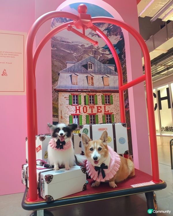 暑假帶毛孩去邊好？南豐紗廠打卡！ AWA世界美學展覽