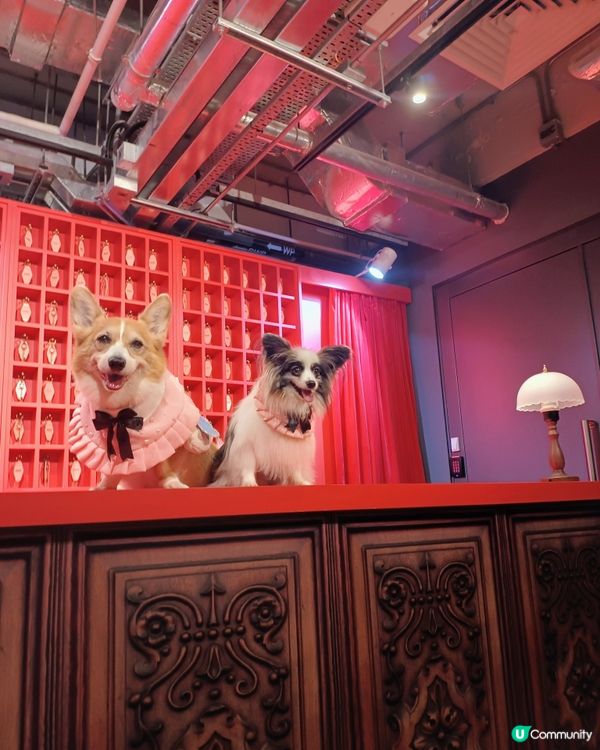 暑假帶毛孩去邊好？南豐紗廠打卡！ AWA世界美學展覽