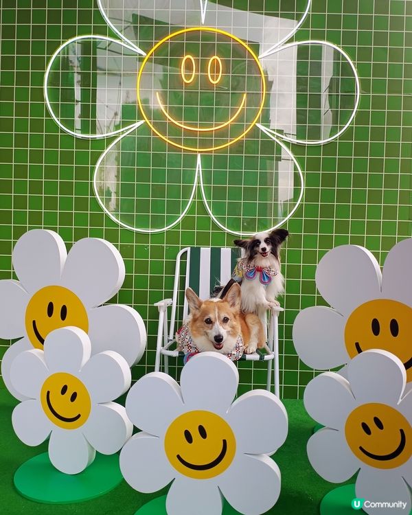 暑假帶毛孩去邊好?Wiggle Wiggle期間限定店