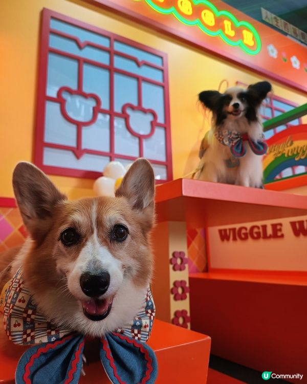 暑假帶毛孩去邊好?Wiggle Wiggle期間限定店
