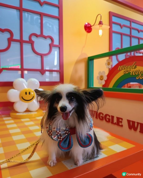 暑假帶毛孩去邊好?Wiggle Wiggle期間限定店