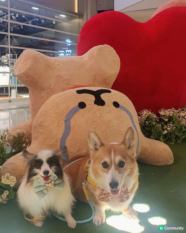 暑假帶毛孩去邊？線條小狗YOHO夏日心友會🐶💖