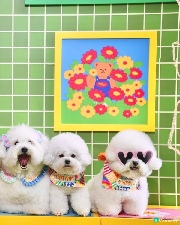 .𝑤𝑖𝑔𝑔𝑙𝑒 𝑤𝑖𝑔𝑔𝑙𝑒 ✿🌈